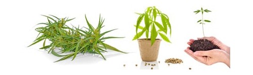 Grow Shop, Hemp cultivation